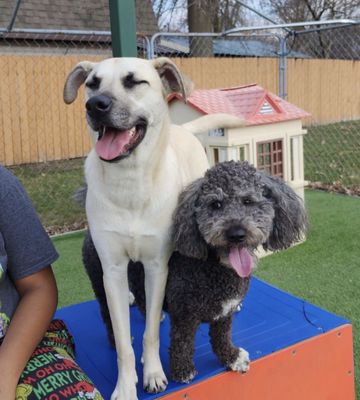 Braxton and one of his many friends at Camp K9