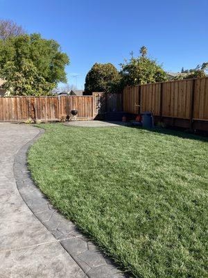 Installation of backyard natural grass