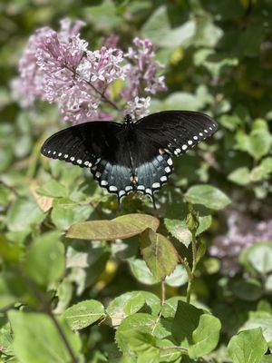 The Ridge has beautiful butterflies around