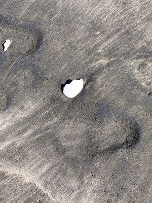 Beautiful contrast, black sand and white shell.