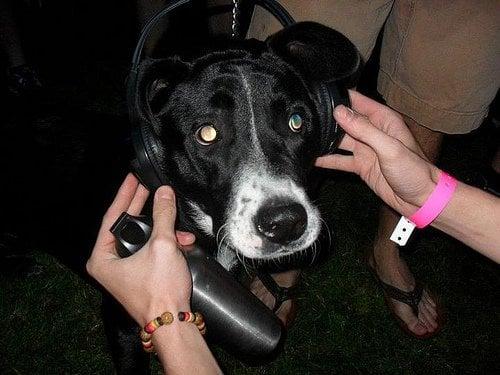 Silent discos powered by Silent Events are fun for everyone...and everydog.