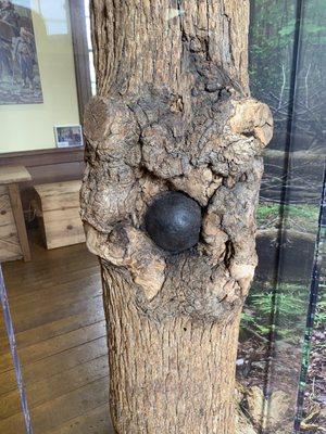 Cannonballs from the Civil War lodged in a tree