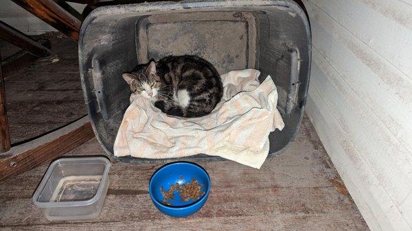 Porch kitty setup while he waited for rescue