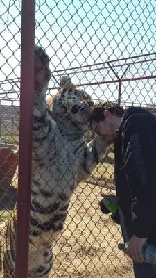 A tiger investigates the head of a trained volunteer.