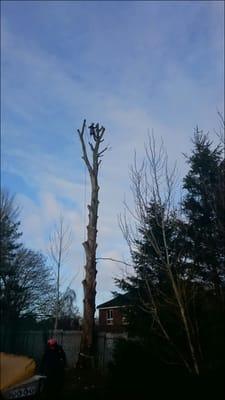 Branch trimming before taking down a tree