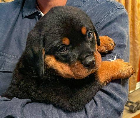 Rottweiler Puppy, now 7 weeks, from Delilah and Heman. German bloodline.