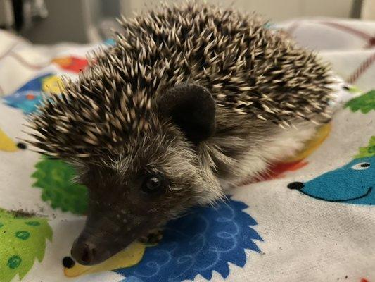 Harry the hedgehog!