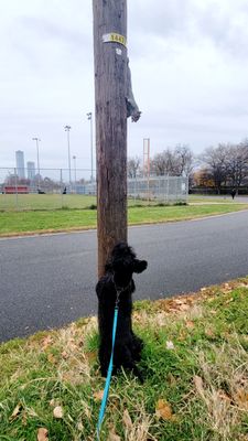 "I got you, squirrel!"(12/06/22). #PershingFieldPark #JerseyCity #NewJersey #Park #DogPark