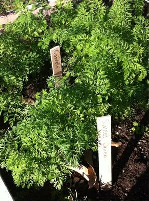 Classroom gardens carrots and sweet onions