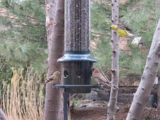 My Squirrel Buster Plus feeder keeping the birds happy in the spring.