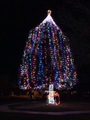 Nice tree at Christmas! @ Frank Crowe Park - 12/25/16