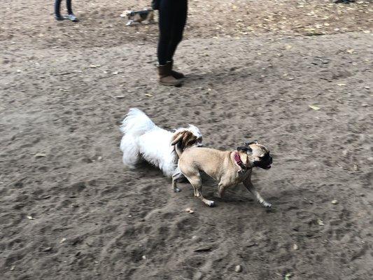 Cody is chasing this adorable little pug