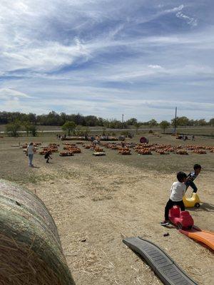 Pumpkin patch