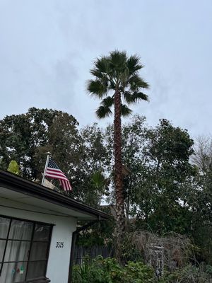 PALM TREE CLEAN UP AND MT