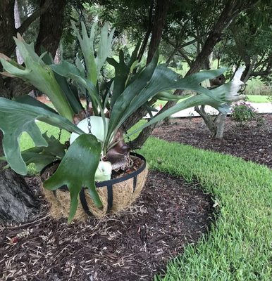 Staghorn Fern