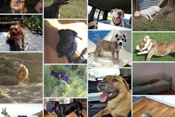 Just a few of the thousands of dogs saved and helped over the years at Reunion Rescue