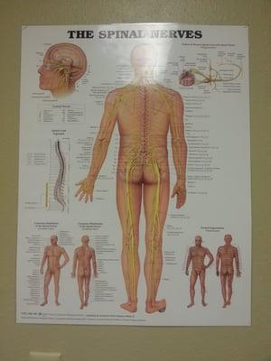 Spinal nerves diagram