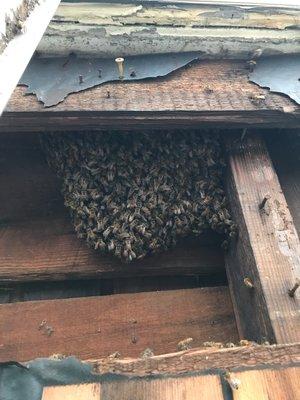 Bee Hive before removal