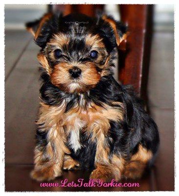 One of our adorable Yorkie pups