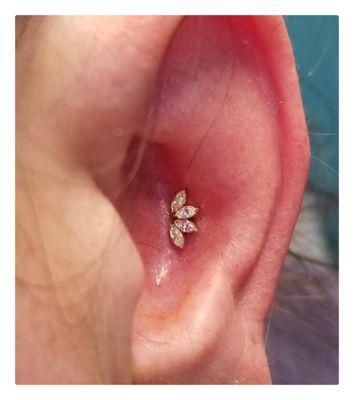 Conch Piercing by Paul!