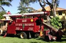 Quick and easy tree service