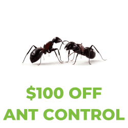 Save $100 on ant control and reclaim your kitchen from unwanted invaders.