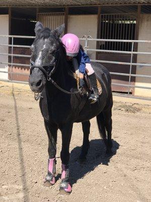 School pony Bentley getting a hug from his rider!