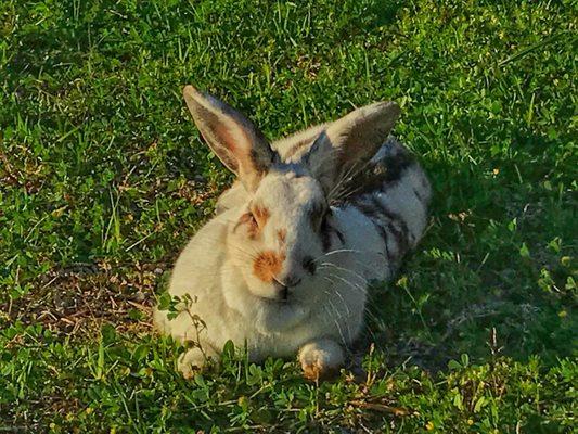 Bunny rabbit hanging out at the club just in time for Easter.