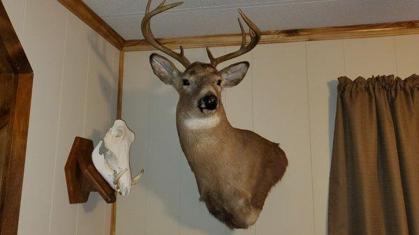 skull and deer mount by Brian