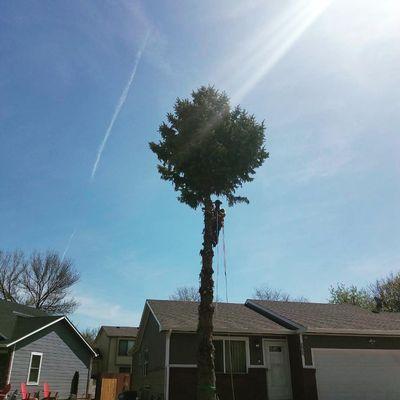 Spruce removal, taken moments before cutting off the top.