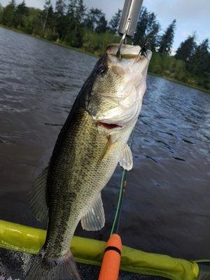 Beuatiful Large Mouth Bass