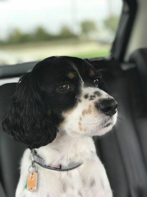 Doc looks dapper after his grooming