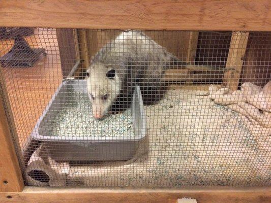 Odin, the blind possum. Briar Bush Nature Center.