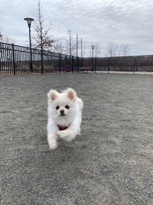 A photo she sent me of them at the dog park