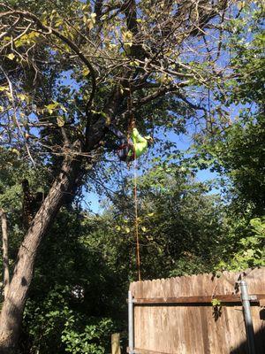 Tree climbing tree taking down