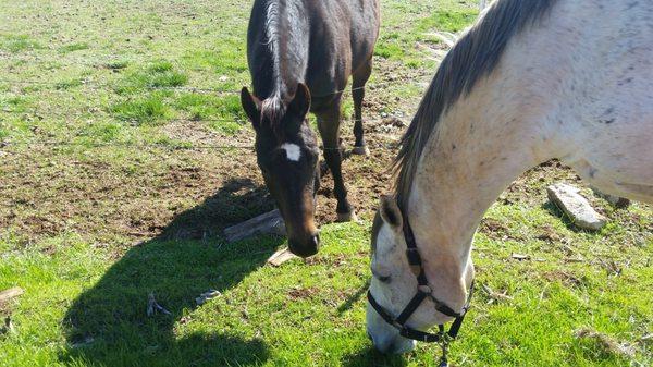 Hand-grazing my horse down next to one of Holli's horses Rocky.  He came over to say hello!