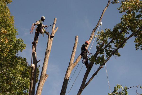 Woodsmen Tree and Brush