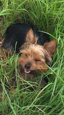 Barkley Loves Green Grass!