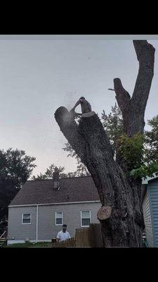 Tree removal in progress