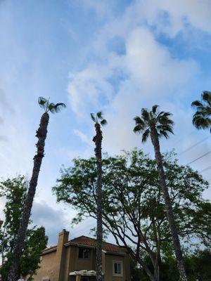 side by side of great looking palms and butchered ones