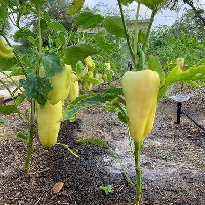 Gypsy Peppers in our culinary garden