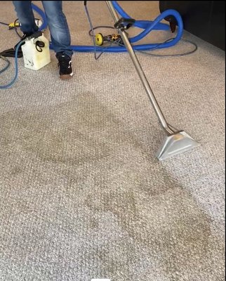 Pet stain /odor removal