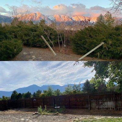 The congestion of junipers in the backyard, before and after removal.