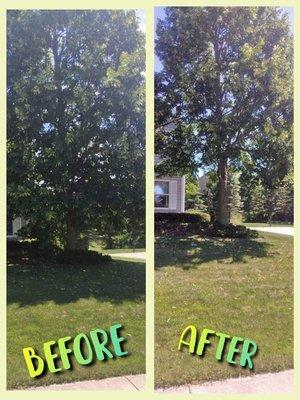 Trimming of a Linden Tree