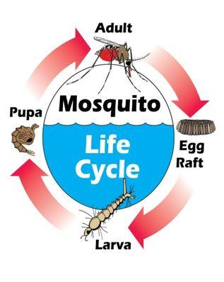 TriCounty Mosquito