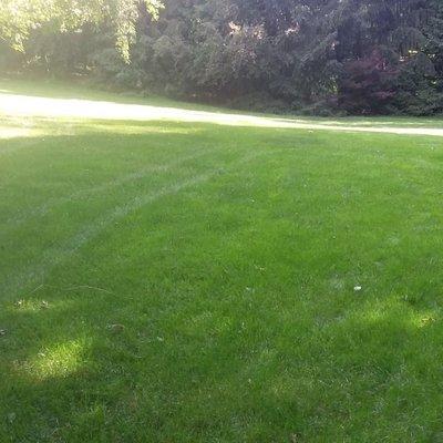 After lawn renovation