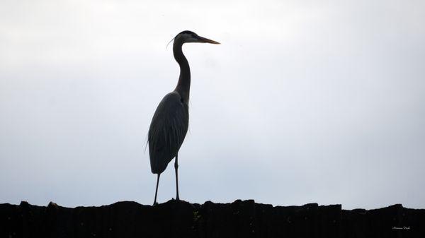 A Great blue heron poses majestically atop the waterfall feature within Wilde Lake.