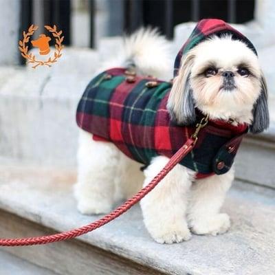 @Marshmallowpup09 AKA Marshall is wearing a Canine Styles Red Cashmere Dog Sweater, Hooded Toggle Dog Coat in Red Plaid And Braided Leather