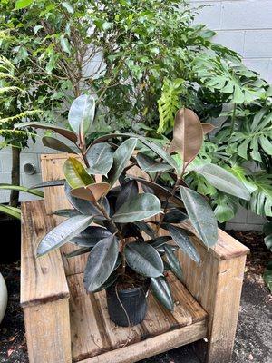 Rubber Plant under $40!!!