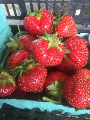 Organic strawberries are part of our Fruit share